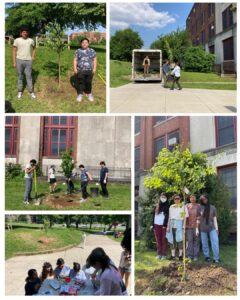 Cherry Blossom Planting at CHS 2025
