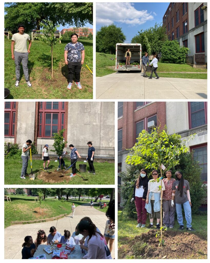 Cherry Blossom Planting at CHS 2025